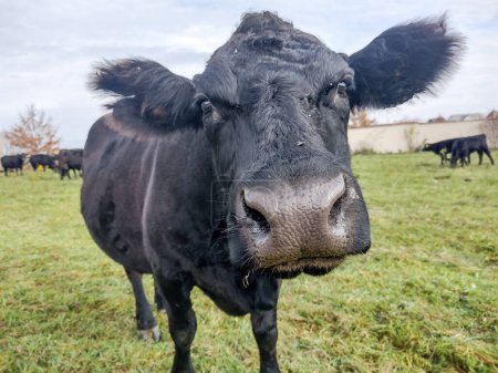 Foto de Vaca negra angus en la hierba. Retrato de vaca negra angus - Imagen libre de derechos