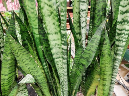 Téléchargez les photos : Ceylan arc-chanvre plante. Sansevieria zeylanica - en image libre de droit