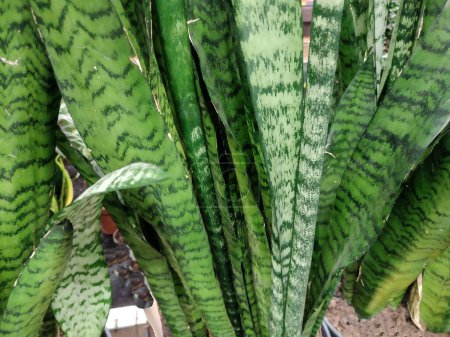 Ceylon bowstring-hemp plant. Sansevieria zeylanica
