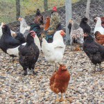 A rooster and a group of chickens at the farm in Maramures county, Romania