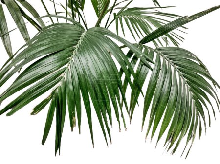 Kentia palm isolated on white background