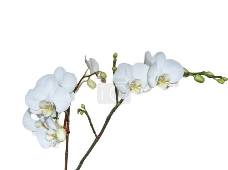 białe kwiaty storczyk izolowane na białym tle