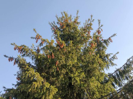 Téléchargez les photos : Big natural spruce tree. Picea abies - en image libre de droit
