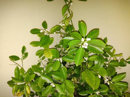 Photo for Bearss lime plant. Citrus latifolia - Royalty Free Image