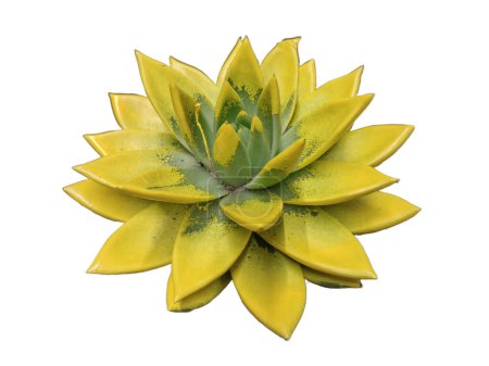 Photo for Yellow Echeveria agavoides plant isolated on white - Royalty Free Image