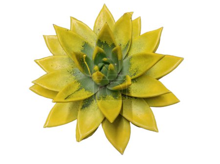 Photo for Yellow Echeveria agavoides plant isolated on white - Royalty Free Image