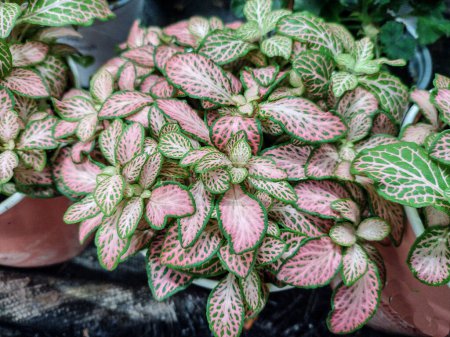 Photo for Neverplant in the pot. Fittonia albivenis - Royalty Free Image