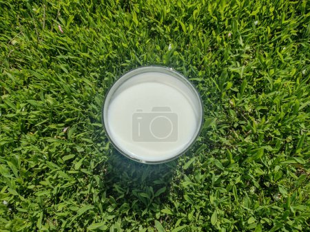 Foto de Un vaso de leche de vaca en la hierba - Imagen libre de derechos