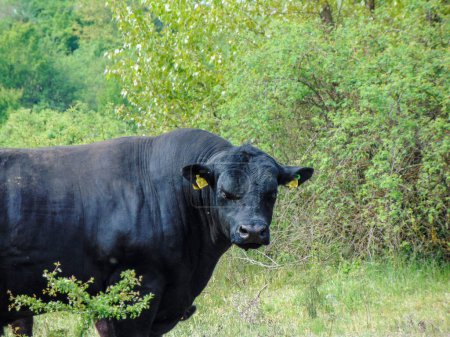 Foto de Negro angus toro en el campo - Imagen libre de derechos