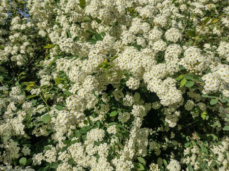 Photo for Spiraea vanhouttei blooming in spring - Royalty Free Image