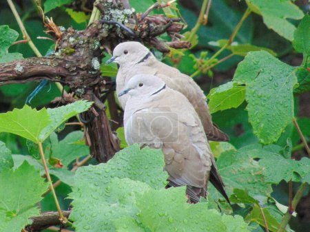 Photo for Two Eurasian collared dove (Streptopelia decaocto) in Romania - Royalty Free Image