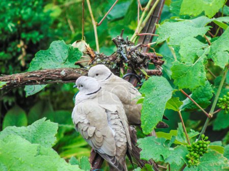 Téléchargez les photos : Deux colombes à collier eurasien (Streptopelia decaocto) en Roumanie - en image libre de droit