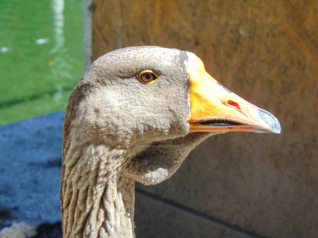 Photo for Toulouse goose at the zoo. Anser anser domesticus - Royalty Free Image