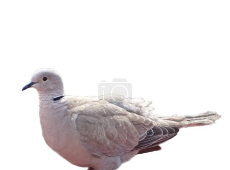 Photo for Eurasian collared dove (Streptopelia decaocto) isolated on white - Royalty Free Image