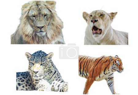 Foto de Collage con león, leona, leopardo y tigre - Imagen libre de derechos