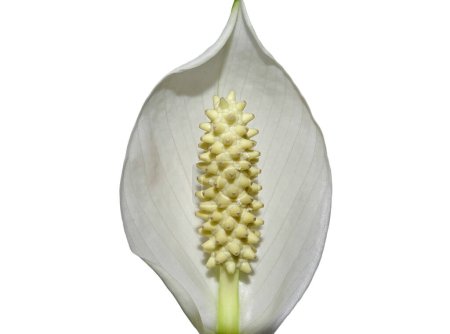 Photo for Peace lily flower isolated on white - Royalty Free Image