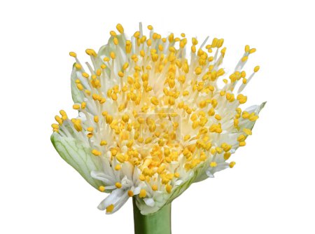 Foto de La Planta de Pinceles. Haemanthus albiflos flor aislada en blanco - Imagen libre de derechos