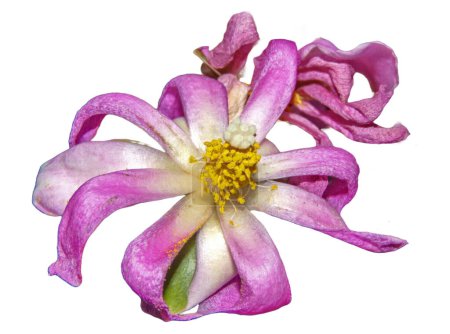Téléchargez les photos : Fleur de cactus rose isolée sur blanc. Pereskia grandifolia - en image libre de droit
