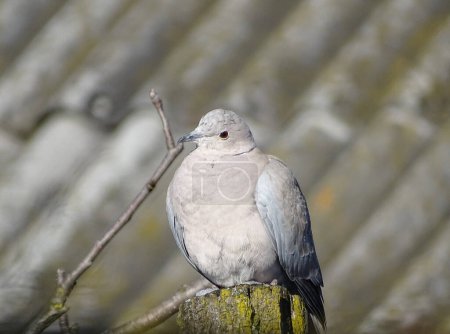 Téléchargez les photos : Une colombe à collier eurasien (Streptopelia decaocto) est assise sur un poteau en bois - en image libre de droit
