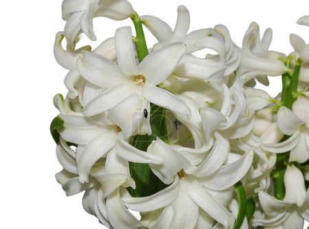 White Hyacinth flower isolated on white background. Hyacinthus orientalis