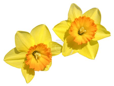Narzissen blühen isoliert auf weißem Grund. Narcissus pseudonarcissus