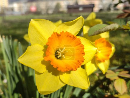 Daffodil flower in the spring. Narcissus pseudonarcissus