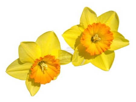 Flores de narcisos aisladas en blanco. Narciso pseudonarciso