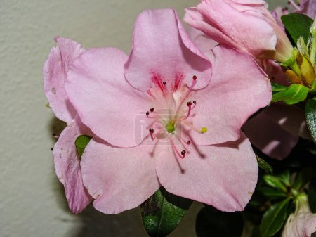 Satsuki Azalee Blume. Rhododendron indicum