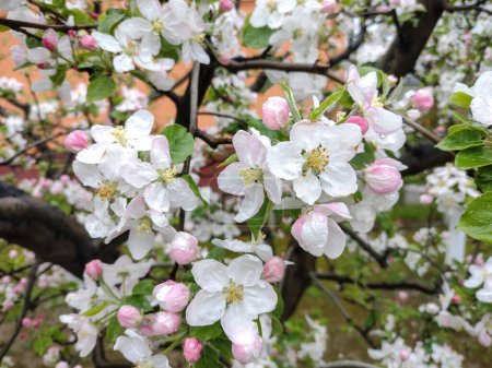 Flowering apple tree in the spring. Apple tree with flowers