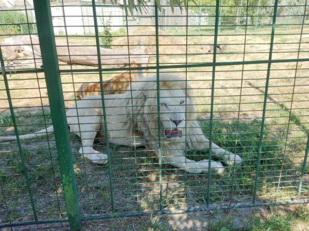 Löwe im Zoo von Oradea, Rumänien