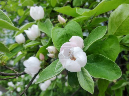Blühender Quittenbaum im Frühling. Cydonia oblonga