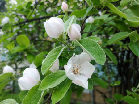 Flowering Quince tree in the spring. Cydonia oblonga