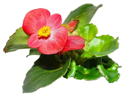 Flor Begonia de cera roja. Begonia cucullata