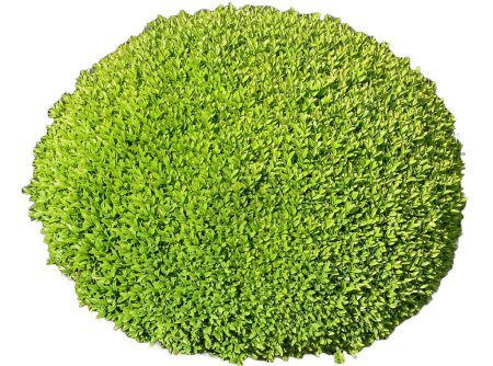 Téléchargez les photos : Buxus sempervirens vert isolé sur blanc - en image libre de droit