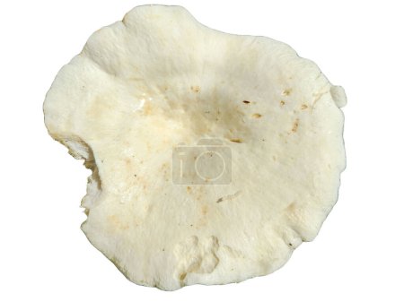 Frisch gepflückter Lactifluus piperatus Pilz isoliert auf weiß. Blick von oben auf den Pilz