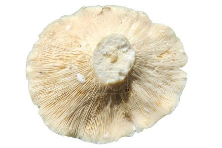 Champignon Lactifluus piperatus fraîchement cueilli isolé sur blanc