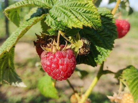Ripe raspberry on the branch of the bush