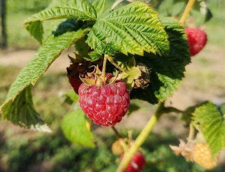 Ripe raspberry on the branch of the bush