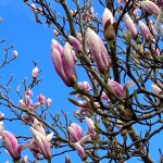 Pink tulip tree, magnolia branches and bright blue sky. High quality photo