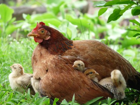 Photo for Close up mother hen, three cute chicks under her wing, one beside her on grass. Image of mother hen protecting her chicks representing the concept of caring and feeling safe and loved - Royalty Free Image