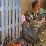 Live turkey and hens on sale in market in medina, Essaouira, Morocco. High quality photo