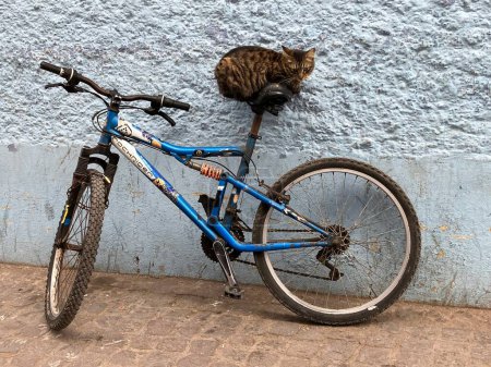Foto de Gato tabby sentado en asiento de bicicleta en el callejón de Medina, Essaouira, Marruecos. Foto de alta calidad - Imagen libre de derechos