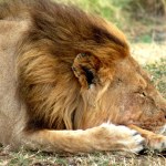 Awesome close up of male lion sleeping in safari park, Tanzania. High quality photo