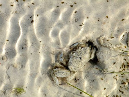Großaufnahme einer Krabbe, die bei Ebbe in Jambiani auf der Insel Sansibar aus einem Loch im Sand auftaucht. Wellenförmiger weißer Sand für reichlich Kopierraum. Hochwertiges Foto