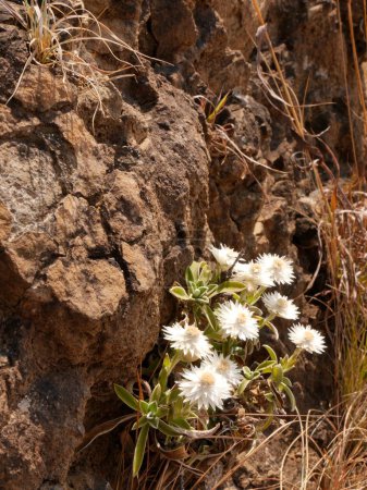 Nahaufnahme einer einheimischen weißen Blume, Drakensberg, Südafrika. Hochwertiges Foto
