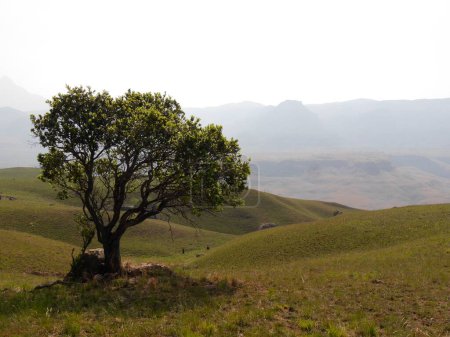 Panoramablick auf die sanften grünen Hügel des Rainbow Gorge Trail, Winterton, Südafrika mit viel Kopierraum. Hochwertiges Foto