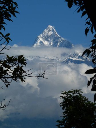 Fishtail mountain framed by branches, Himalayas, Anapurna Range from Sarangkot, Nepal with copy space. High quality photo
