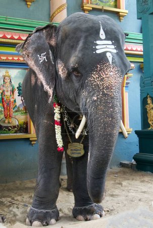 Großaufnahme eines Elefanten vor dem Arulmigu Manakula Vinayagar Tempel in Südindien. Hochwertiges Foto