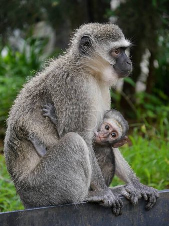 Mutter und Affenbaby in liebevoller Umarmung, Südafrika. Hochwertiges Foto