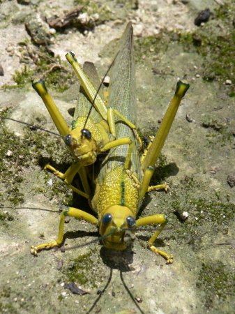 Nahaufnahme von Heuschrecken, die sich paaren, Lamanai, Belize, Mittelamerika. Hochwertiges Foto